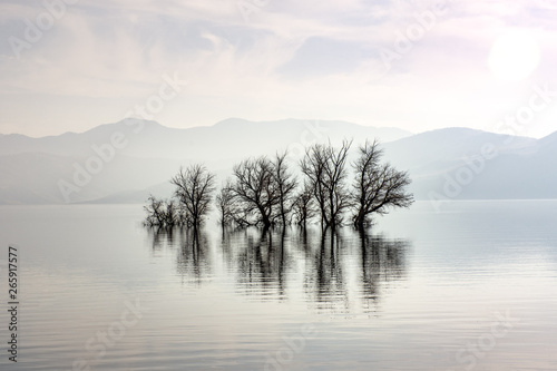trees rising from the middle of the lake  © roydahan