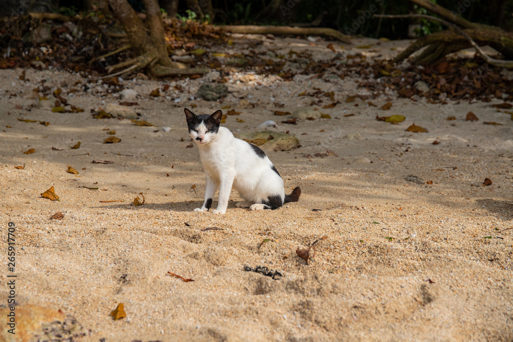 White black cat on yellow sand beach. Stray cat in tropical island. Invasive species in Asia. Short-tail asian kitty