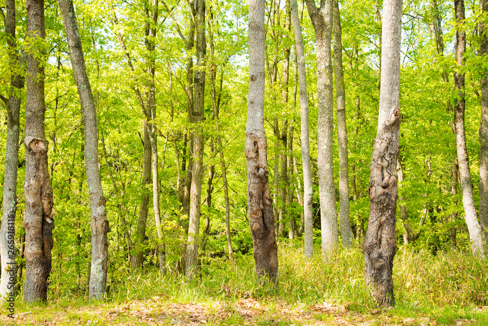 Obraz premium 兵庫県中西部・山間の初夏新緑の景色