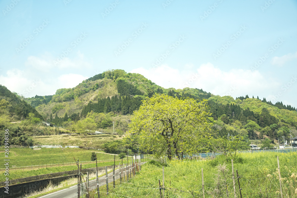 兵庫県中西部・山間の初夏新緑の景色