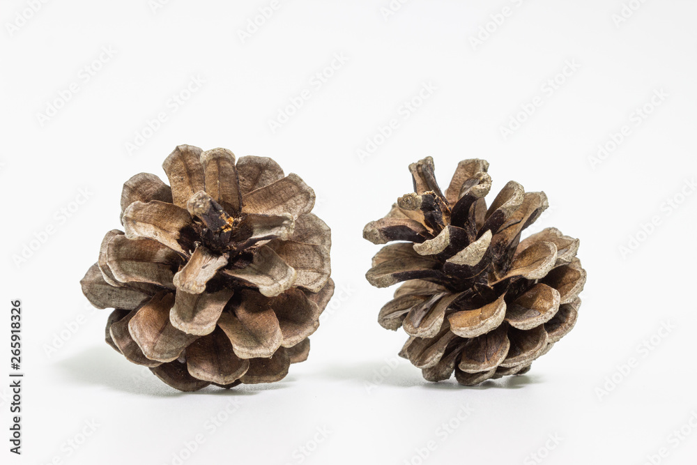 brown pine cone isolated on white background brown pine cone isolated on white background
