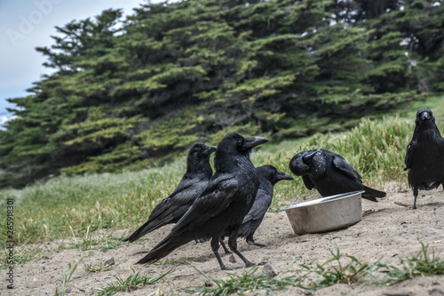 birds drinking water 