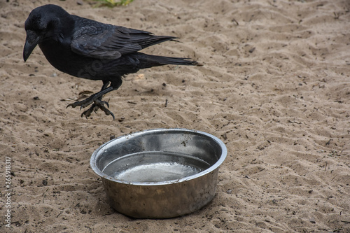bird and a bow of water in the sand 