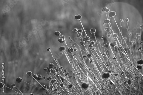 black and white flowers in a field 
