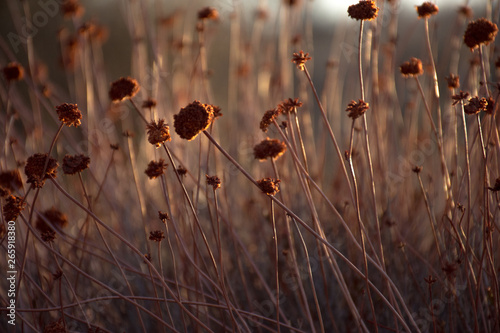 close up of flowers in a field 