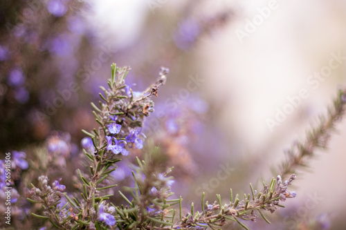 Selective focus on beautiful purple flowers in meadow - wild spring flowers