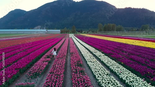 A pretty young brunette woman in a white summer dress running through a tulip field at sunset. photo