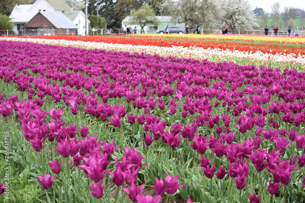 Woodburn, Oregon, USA - April 14, 2018: Tulips at Wooden Shoe Tulip Festival in Woodburn Oregon Woodburn, Oregon, USA - April 14, 2018: Tulips at Wooden Shoe Tulip Festival in Woodburn Oregon