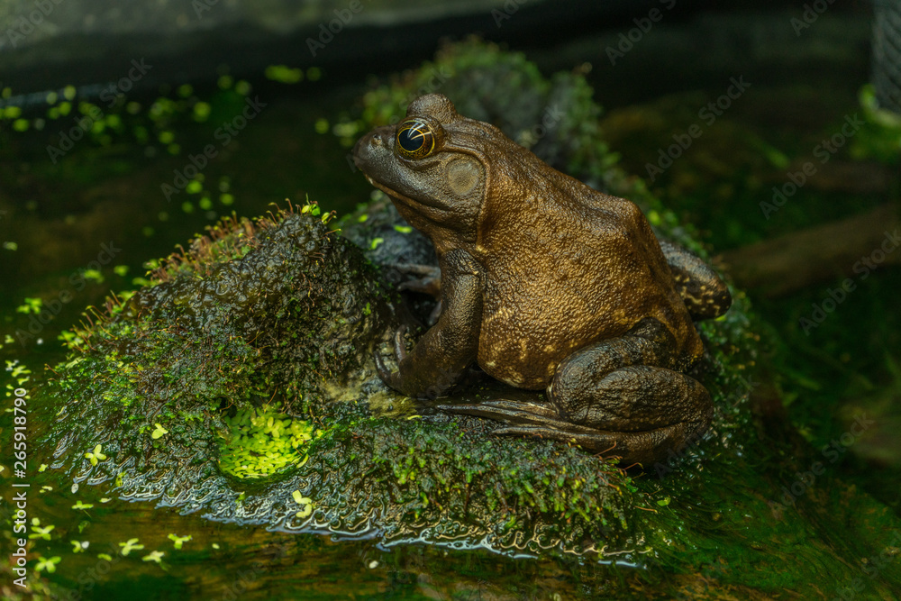 Obraz premium frog in pond