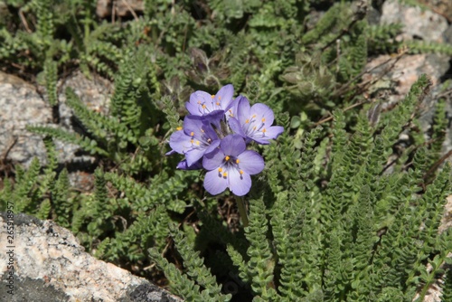 Sticky Jacob's Ladder / Sky Pilot (Polemonium viscosum) purple wildflower in Beartooth Mountains, Montana photo