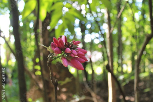 Museu de história Natural e jardim Botânico da UFMG photo