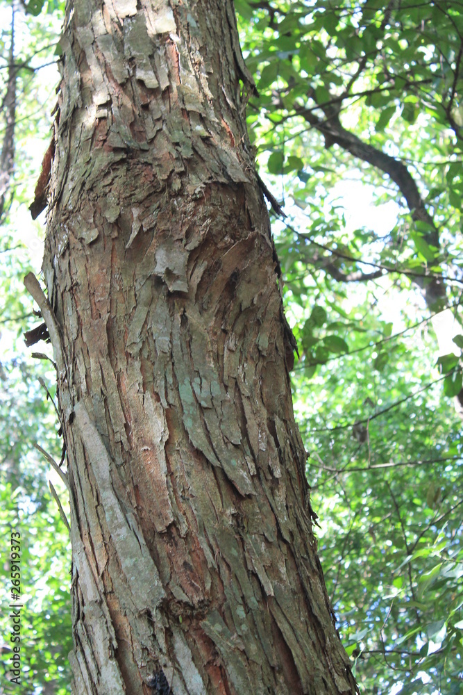 Museu de história Natural e jardim Botânico da UFMG Museu de história Natural e jardim Botânico da UFMG