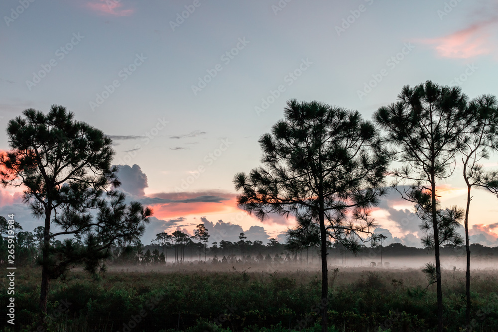 Fototapeta premium sunset in the park