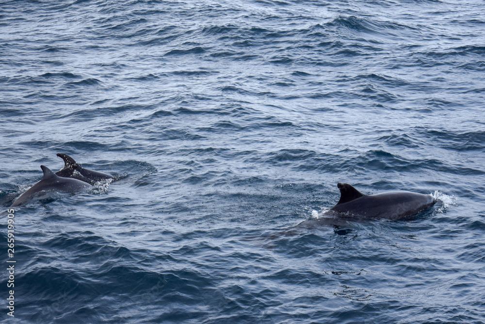 Fototapeta premium exploring the azores from the water