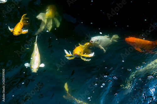 Fancy carp swimming in a pond. Fancy Carps Fish or Koi Swim in Pond, Movement of Swimming and Space. © Jerawat Supajirakit