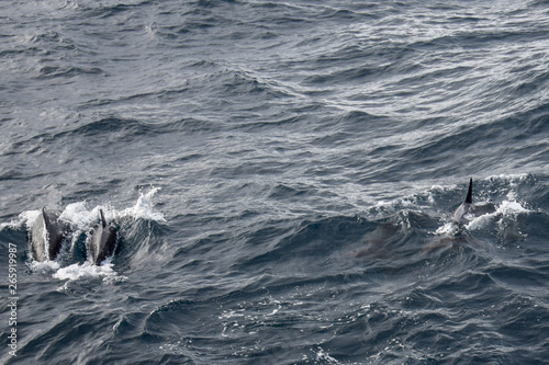 exploring the azores from the water