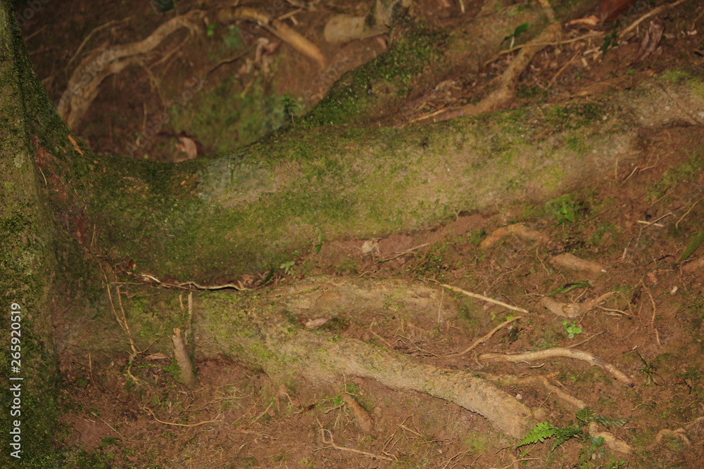 Obraz premium tree roots