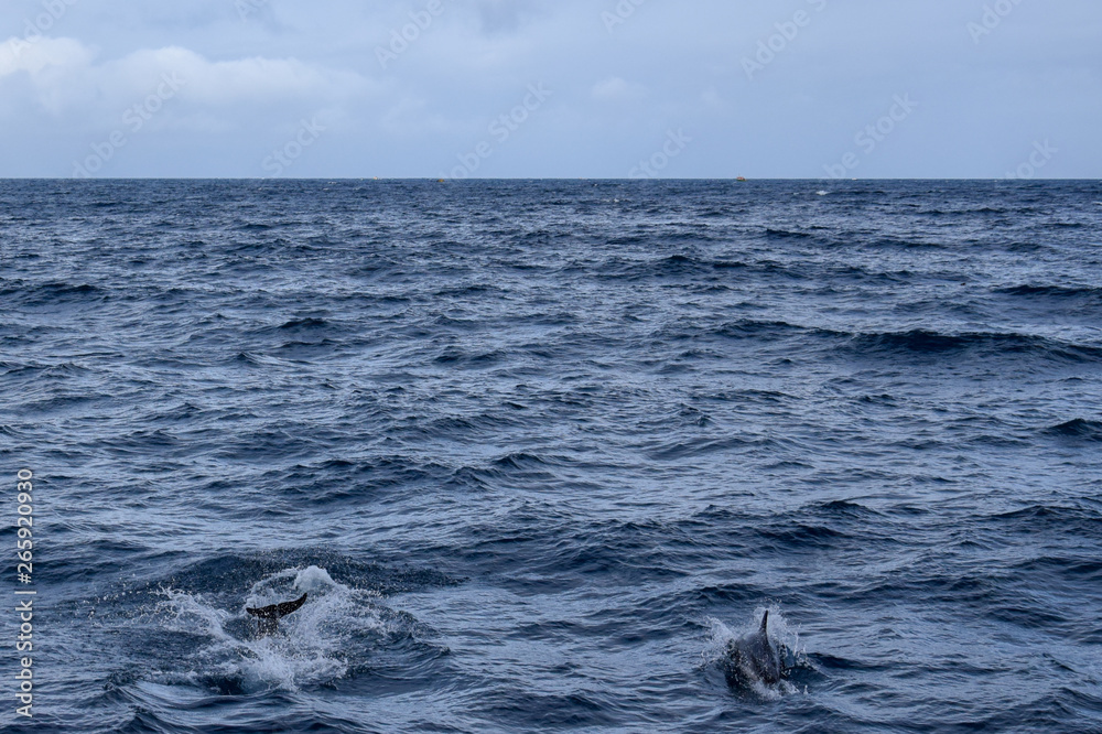 Dolphins at the atlantic ocean Dolphins at the atlantic ocean