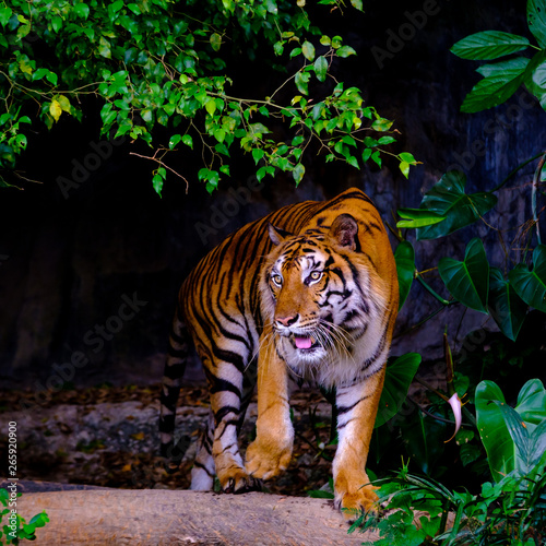 Fototapeta Naklejka Na Ścianę i Meble -  indochinese tiger in the open zoo