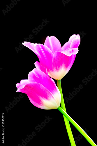 pink tulips on black backgrounde