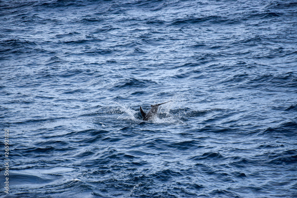 Fototapeta premium Dolphins at the atlantic ocean