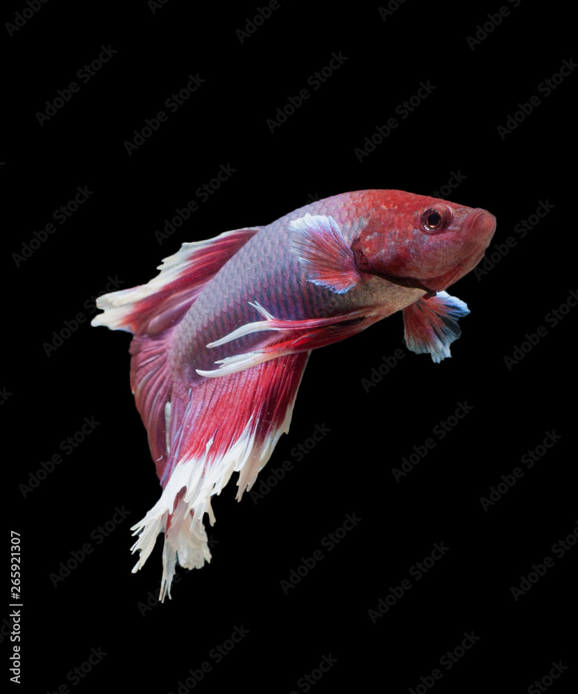 Siamese fighting fish isolated on black background,Multi color half moon betta fish Siamese fighting fish isolated on black background,Multi color half moon betta fish