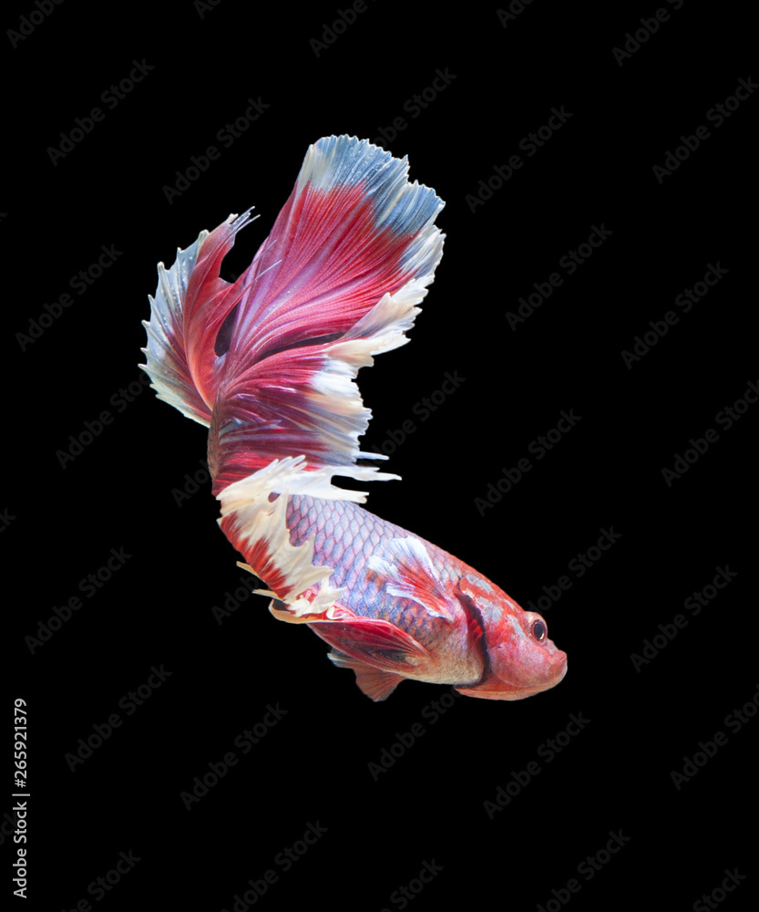 Siamese fighting fish isolated on black background,Multi color half moon betta fish Siamese fighting fish isolated on black background,Multi color half moon betta fish