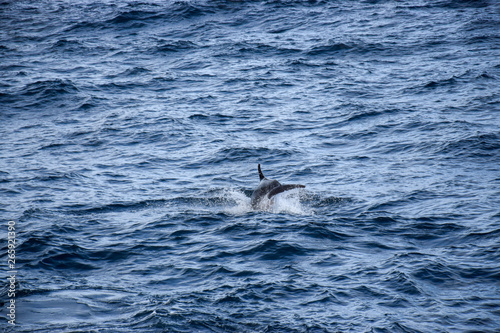 Dolphins at the atlantic ocean