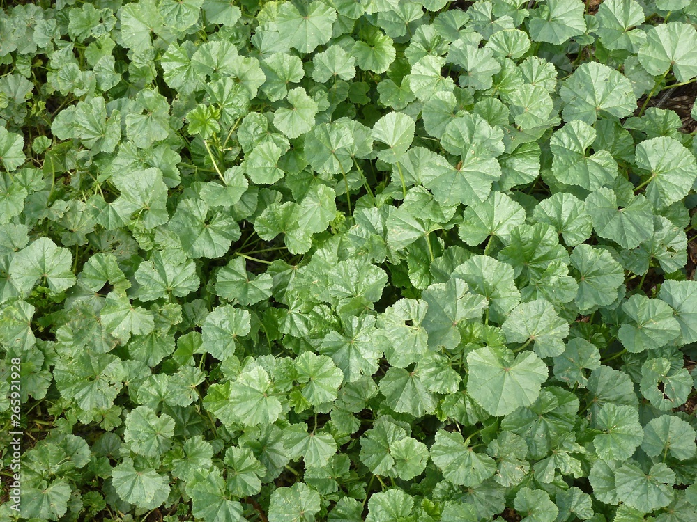 Single-color green carpet of small leaves Single-color green carpet of small leaves
