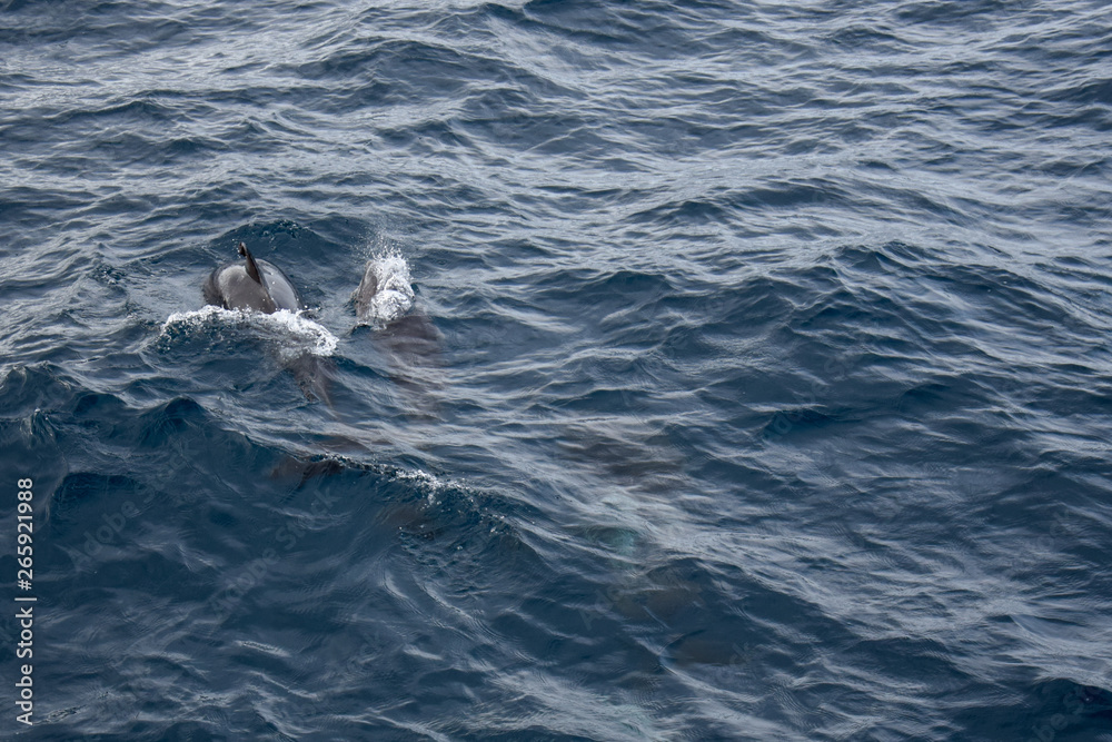 Naklejka premium Dolphins at the atlantic ocean