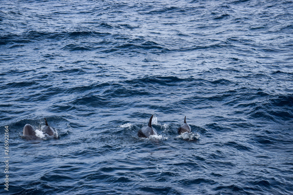 Obraz premium Dolphins at the atlantic ocean