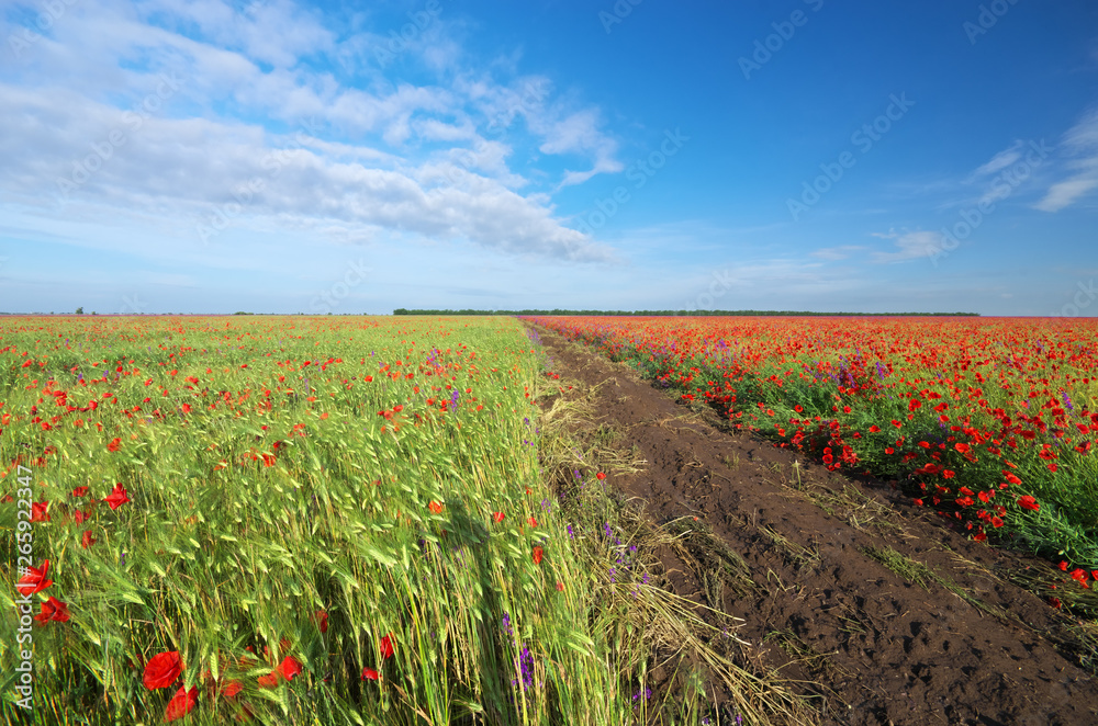 Meadow of wheat and poppy at day.