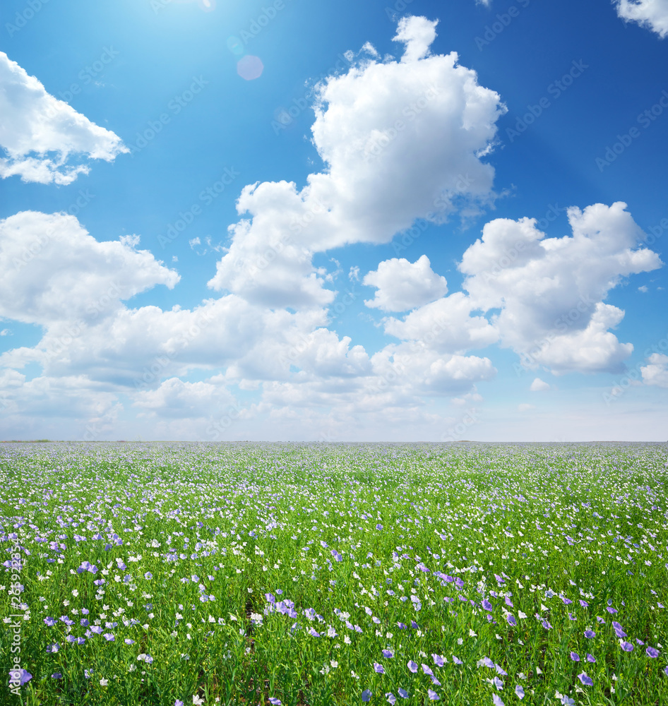 Big meadow of flax. Big meadow of flax.