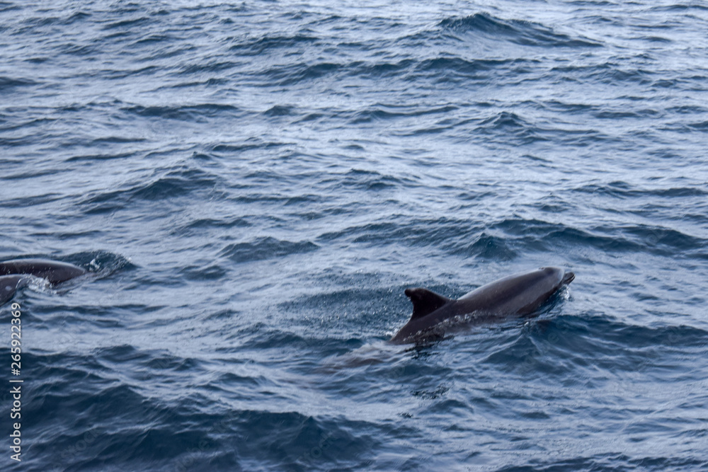 Fototapeta premium Dolphins at the atlantic ocean