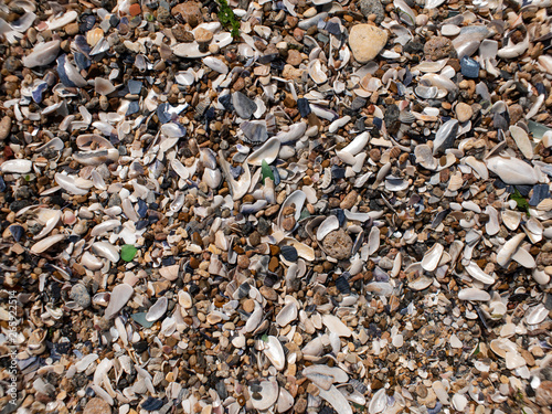 sea ​​pebbles and shells and sand. texture. the background