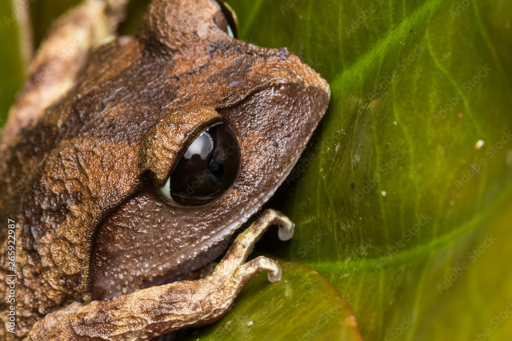 Obraz premium Masked tree frog, Frog, Frog of Borneo ,Close-up of frog of Borneo
