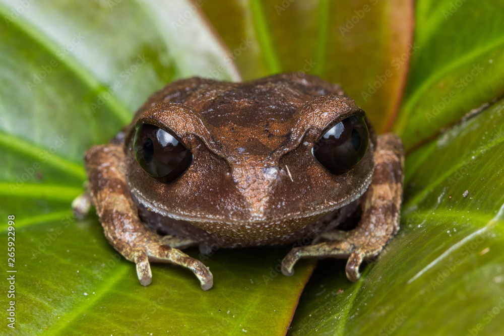 Obraz premium Masked tree frog, Frog, Frog of Borneo ,Close-up of frog of Borneo