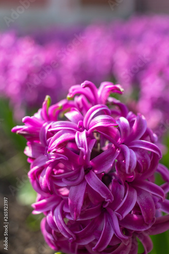 Fototapeta Naklejka Na Ścianę i Meble -  Pink and purple flowering hyacinth bulbs in the garden.