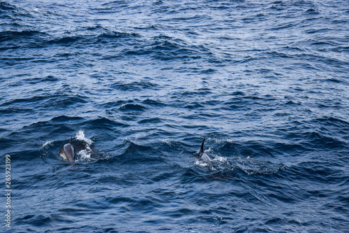 Wallpaper Mural Dolphins at the atlantic ocean Torontodigital.ca