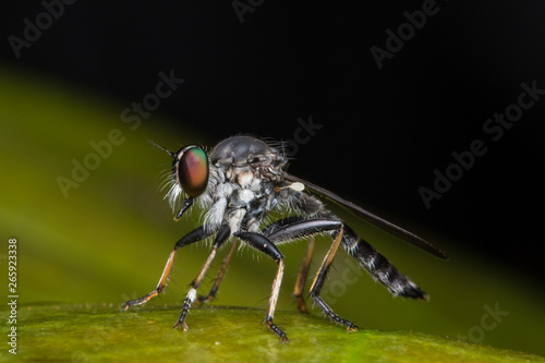Robber Fly / Close-Up of the beautiful Robber Fly (selective Focus)