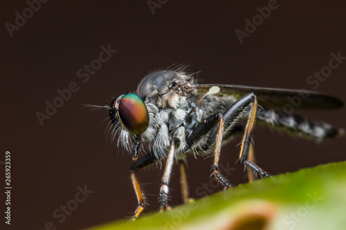 Robber Fly / Close-Up of the beautiful Robber Fly (selective Focus)