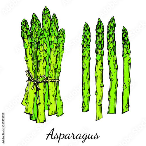 Asparagus plant green sprouts bunch. Stock vector illustration isolated on white background