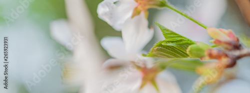 葉桜