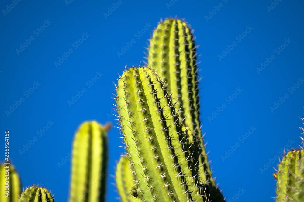 cactus in front of blue sky cactus in front of blue sky