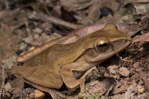 Macro image of  Dark-eared Tree Frog of Borneo Island