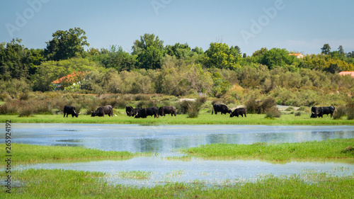 Les taureaux de Camargue