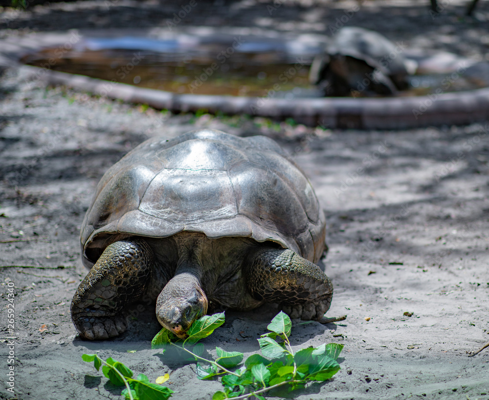 Fototapeta premium tortle eating green leafs