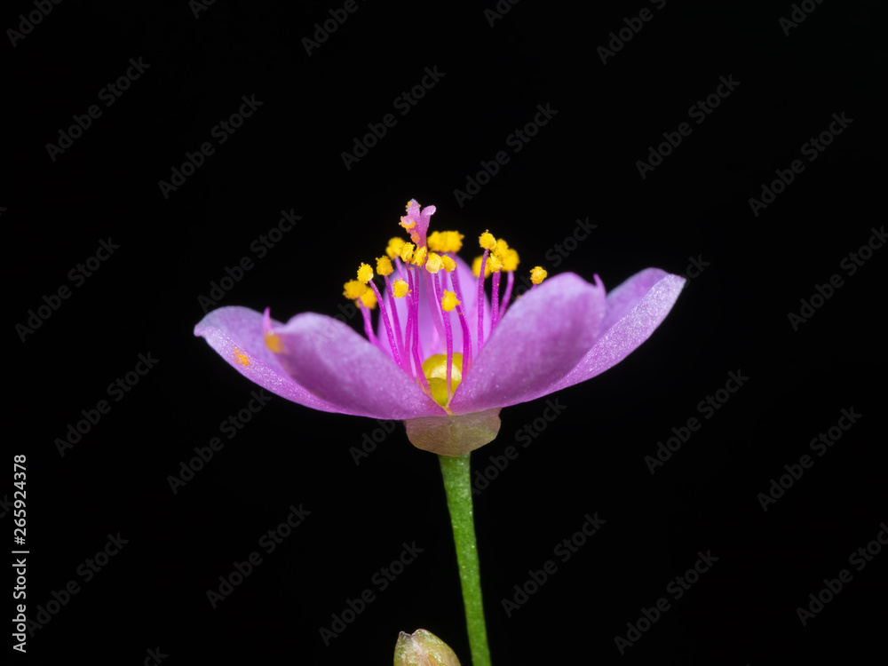 Macro Photo of Tiny Purple Flower with Yellow Pollen Isolated on Black Background, Selective Focus Macro Photo of Tiny Purple Flower with Yellow Pollen Isolated on Black Background, Selective Focus