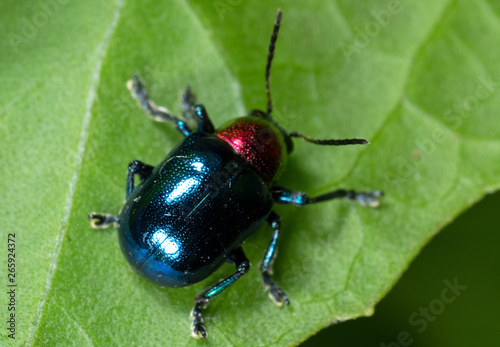 Macro Photo of Colorful Beetle on Green Leaf