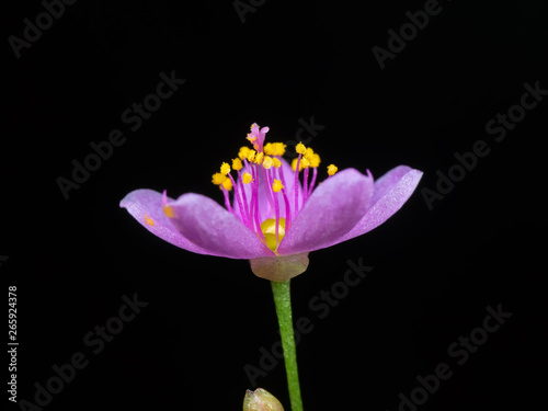 Fototapeta Naklejka Na Ścianę i Meble -  Macro Photo of Tiny Purple Flower with Yellow Pollen Isolated on Black Background, Selective Focus